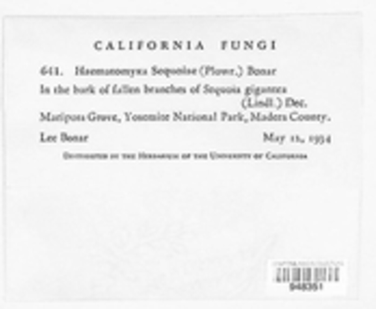 Haematomyxa sequoiae image